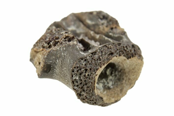 Permian Reptile Fossil Vertebra - Oklahoma #261334